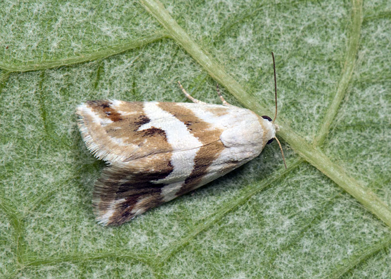 Eublemma elychrysi, Erebidae